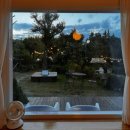 아름다운 애견 이미지