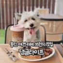 언덕위산양목장 | 용인 애견카페 추천 브런치까지 맛있는 댕글라이프