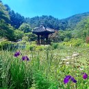 도토리숲교실 | ​🌸가평의 보석, 주말 데이트, '아침고요수목원' 황홀한 수국 전시회 숲속힐링 나들이 산책