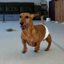 같이놀레오 이미지