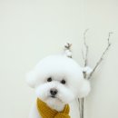 담담 그루밍 샵 이미지