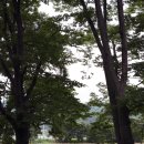 숲정이 Daum카페