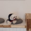 리츠펫 이시아폴리스점 네이버블로그