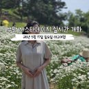 언건 | 부안 샤스타데이지, 송포항 변산마실길 2코스 실시간개화
