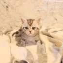 도그마루 강아지고양이 인천논현점 이미지