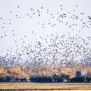 보리와철새 이미지