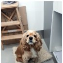 닥터팬더 동물병원 이미지