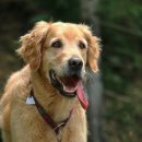 레알피부전문동물병원 이미지