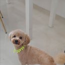쁘띠멍 이미지