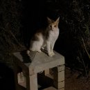 서부꼬치 | 신혼여행 투어용 서부 리조트 추천 아넬리아 (Anelia Resort &amp; Spa) 솔직 후기 | HB·허니문 특전 포함