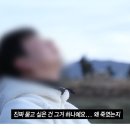 제주라일락