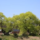 버드나무 이미지