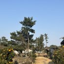 네스트펜션 | 제주도 애월 숙소: 네스트 펜션 연박한 후기, 제주 시골 감성