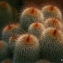 인간과허브 이미지