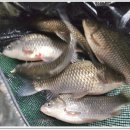 삼인낚시터 이미지