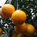 김명선농장 이미지