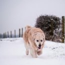 댕댕이숲 이미지