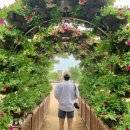 녹색향기 펜션 | 경주 첨성대 핑크뮬리 꽃 나들이 여행 가볼만한 곳 입장시간 주차장