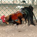 준호농장 이미지