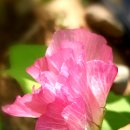 목화꽃 이미지