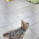 비니펫살롱 이미지