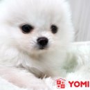 화이트 독 이미지