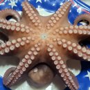 호리울농장 | 한여름 피서지 풀코스 신명난 물놀이 통발체험 문어잡기 낚시체험 전갱이 고등어 잡기는 한산섬 여행...