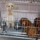 누구개요 이미지