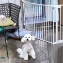 멍털연구소 이미지