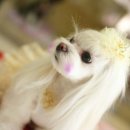 VIP동물병원 네이버블로그