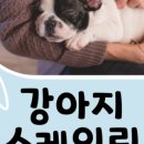 동물병원예지 네이버블로그