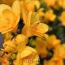 망 미 정 이미지