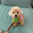 유림동물안과병원 | 강아지 백내장 수술 노견 백내장 검사 샤인아이안과동물병원 후기