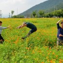 코스모스 산업 이미지