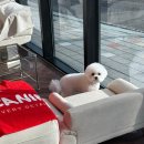 올웨이즈 반려견 미용실 이미지