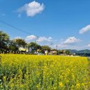 제천 비행장 유채꽃 명소, 주말 나드리 가볼만한곳 추천