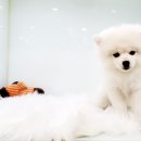 요크독애견샵 이미지