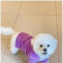 부산애견호텔 애견유치원 맘바이 서면본점 이미지