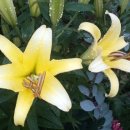 나리 민박 이미지