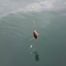 수진좌대2 | 태안 안면도 수진선상좌대낚시(수진좌대낚시) 체험 후기.바다낚시후기,2016년5월6일(금)방문