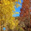 대운산자연휴양림(양산) | 양산 대운산자연휴양림 단풍여행 아이랑 은행나무 사진 명소