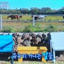 태기목장 이미지