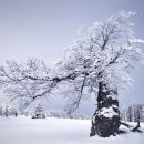 바바리아 이미지