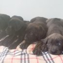 탤런트 독 스쿨 이미지