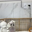 여수죽림동물병원 애견미용실 이미지