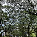 김씨네한식당 | 마닐라에서 만난 학식의 맛, "The Korea Terrace" 경양식 돈까스 솔직 후기