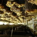 초가집 농장 이미지