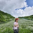 태백의 샤스타 데이지 축제에 다녀왔습니다. 이미지