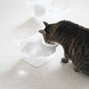 반려식탁 이미지