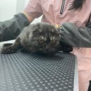 쥬디캣(Judy Cat) 이미지